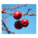 apple  tree photographic print