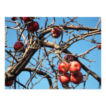 apple tree photo print