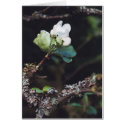 AppleBlossom cards