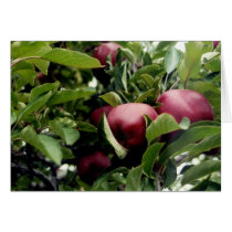 Apples Greeting Cards