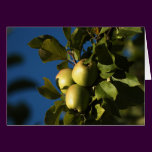 Apples