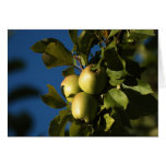 Apples
