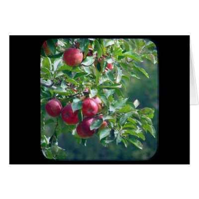 Apples Greeting Cards by angelandspot