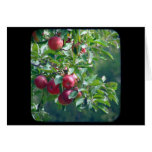 Apples cards