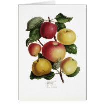 Apples Greeting Card