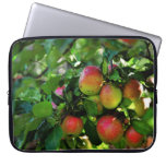 apples,fruits,eat,food,red,branches,tree,nature,on