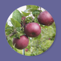 Apples magnets