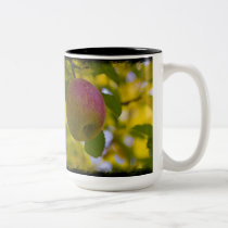 Apples mugs
