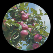 Apples On The Tree Nature Photography Sticker