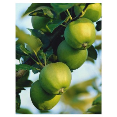 Apples, Ontario, Canada Flyer by beautifulclicks