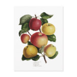 Apples Postcards