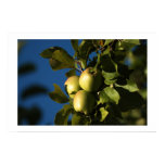 Apples