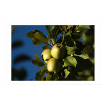 Apples posters by jmsol Apples posters