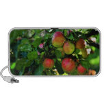 apples,fruits,eat,food,red,branches,tree,nature,on