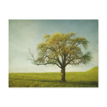 appletree postcard