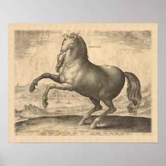 Appulus Italian Horse from Puglia Engraving