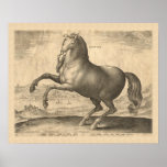 Appulus Italian Horse from Puglia Engraving Posters