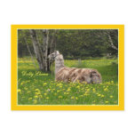 Appy Llama Postcard