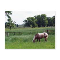 Appy on the farm postcards