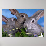 Apricot and Blue Rex Rabbit Print