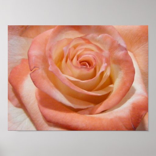 Apricot and Cream Rose Poster