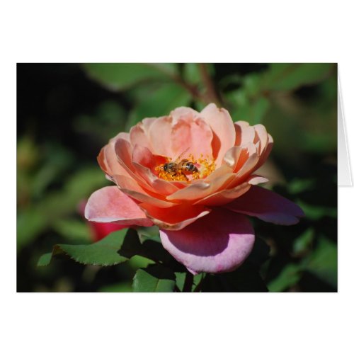 Apricot and Lavender Rose with Honeybee Card card