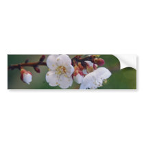 apricot blosom bumper sticker