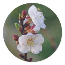 apricot blosom stickers