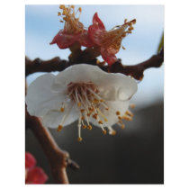 Apricot Blossom flyers