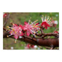 Apricot Blossom posters by messechef Apricot Blossom posters