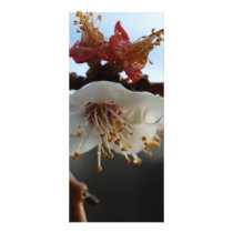 Apricot Blossom rack cards by Ameniatha Apricot Blossom rack cards