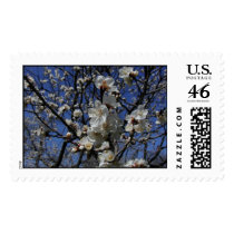 Apricot blossoms, April 2002 postage by viviculture Apricot blossoms, April 2002 postage