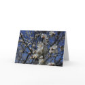 Apricot blossoms cards