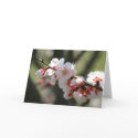 Apricot Blossoms Notecard by Classic_Cat Apricot Blossoms Notecard