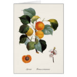 Apricot Greeting Cards