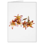 Apricot-Colored Lilies Cards