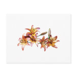 Apricot-Colored Lilies Postcards