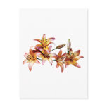 Apricot-Colored Lilies Postcards