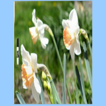 Apricot Daffodils Dry Erase Board dry erase boards