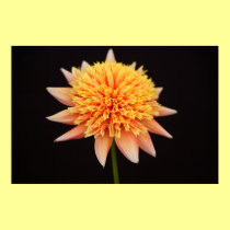 Apricot Dahlia posters