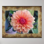 Apricot Dahlia with a distressed linen mount Print
