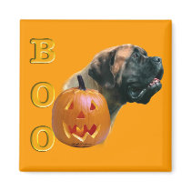 Apricot Mastiff Boo Magnet magnets