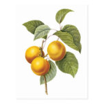 Apricot-Peach botanical illustration Post Cards