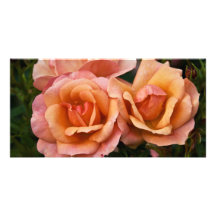 Apricot & Pink Rose DSC3262 Custom Photo Card