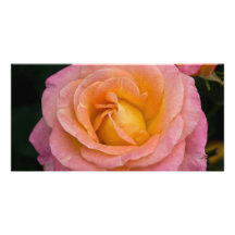 Apricot & Pink Rose DSC3444 Photo Cards