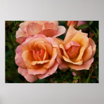 Apricot & Pink Roses DSC3262 Poster