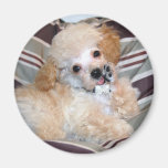 Apricot Poodle Puppy talking  waving Fridge Magnet