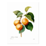 Apricot Post Cards