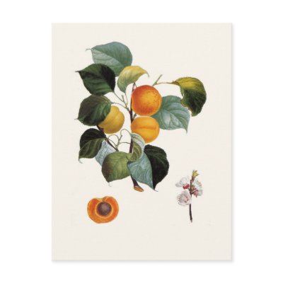 Apricot Postcards by Botany_Boy