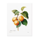 Apricot Post Cards